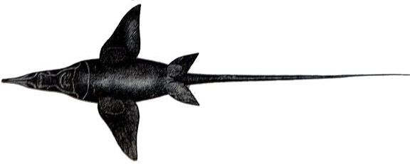 Harriotta raleighana_016.jpg